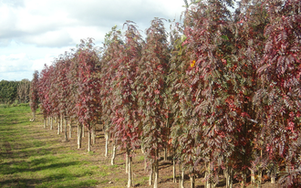 Аутум Спайер(Фланрок) рябина обыкновенная(Sorbus «Flanrock&quot;= «Autumn Spire»)