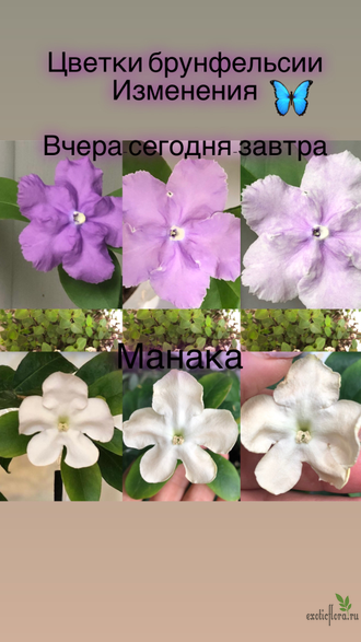 Brunfelsia Australis