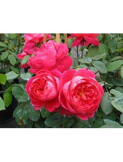 Бенджамин Бриттен  (Benjamin Britten) роза, англ, ЗКС