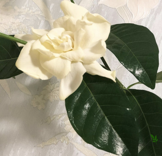 Gardenia Jasminoides 'Mystery'