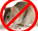 Дератизация - истребление и борьба с грызунами. Мыши, крысы, кроты
