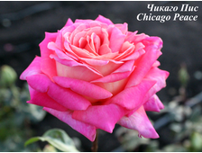 Роза чайно-гибридная - сорт Чикаго Пис (Chicago Peace). «Цветоводческое хозяйство Бутримовых»