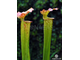 Sarracenia hybrid 10