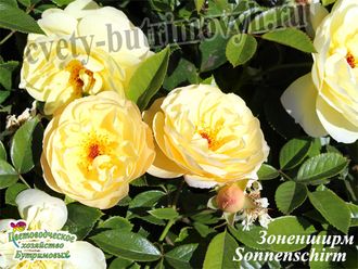 Почвопокровные розы - Сорт Зоненширм (Sonnenschirm).