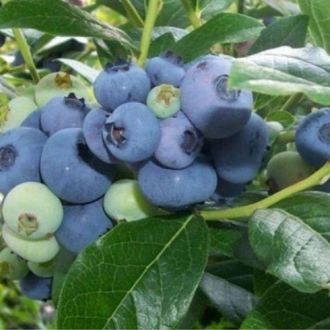 Голубика Торо 3 года С5