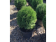 Туя западная Хозери (Thuja occidentalis Hoseri)(20-30/5л)