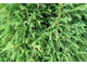 Можжевельник обыкновенный Hibernica