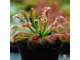 Семена Росянки Drosera MIX