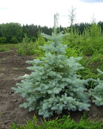 Ель колючая Глаука (Picea pungens Glauca) (30-40/3л)