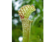 Sarracenia leucophylla Citronelle