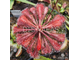 Drosera Spatulata var. Lovellae