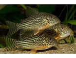 Коридорас Штерба (Corydoras sterbai) 3 см