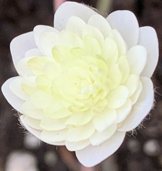 Hepatica nobilis &#039;Stockholm&#039;.