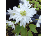 Anemonella thalictroides “White Spray”