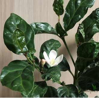 Gardenia African Mitriostigma Axillare