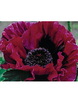 Black opium 0404 base PFW / Черный мак база