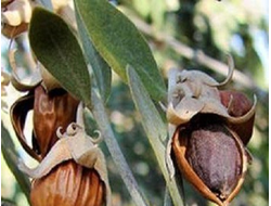 Жожоба масло