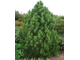 Компакт Джем сосна белокорая (боснийская) (Pinus leucodermis Compact Gem) (прививка)
