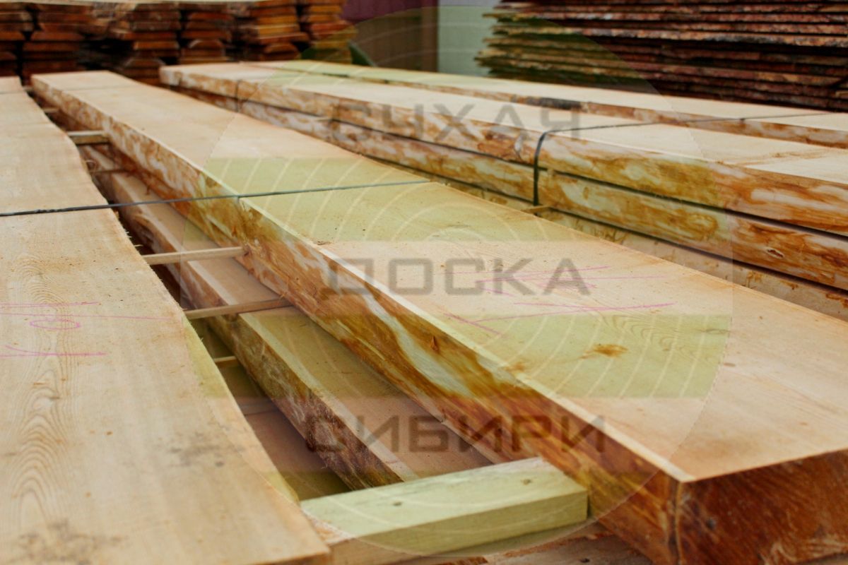 Siberian Larch from Krasnoyarsk