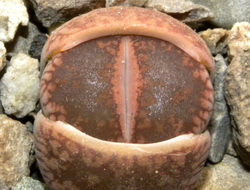 Lithops aucampiae C334 (MG-1546.6)