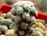 Mammillaria theresae P 370. Укорененная детка.