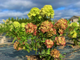 Махито гортензия метельчатая (Hydrangea paniculata `Mojito)