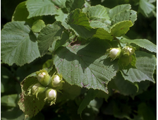 Лещина (Орешник)