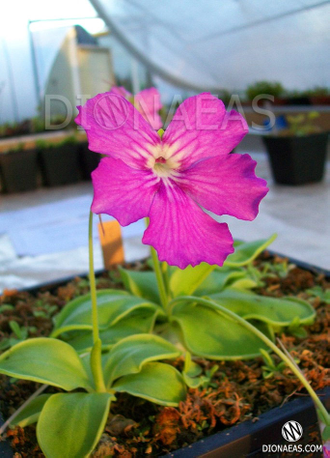 Pinguicula Colimensis x zecheri