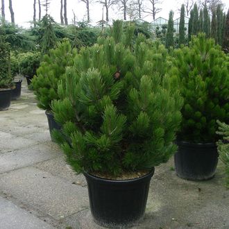 Компакт Джем сосна белокорая (боснийская) (Pinus leucodermis Compact Gem) (прививка) (20-40/5л)