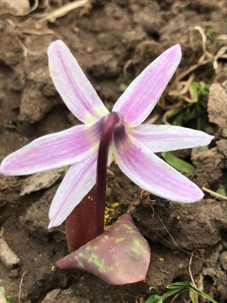 Erythronium sibiricum &quot;Ольга&quot;