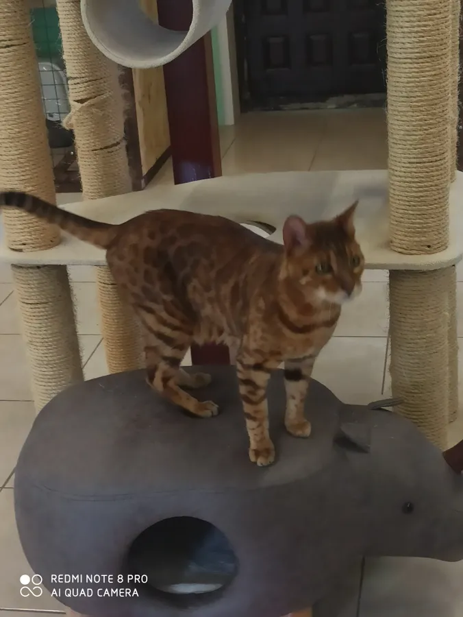 Бенгальский кот Барри