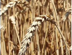 Алексеич семена озимой пшеницы