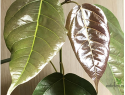 Ficus sp.(T29) Brown leaf / фикус природный Браун лиф