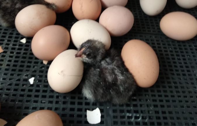 Май 2019 г очередной выводок цыплят в хозяйстве "БАГАН"