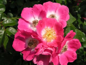 Американ Пиллар Американ Пиллар