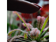 Drosera "Сapensis x Aliciae"