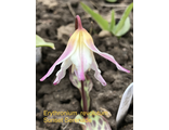 Erythronium revolutum Sunset Serenade