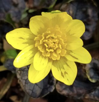 Ranunculus ficaria &#039;Richval&#039;