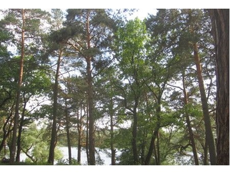 Эксклюзивное предложение: лесной земельный участок на 1-ой линии реки Ока