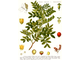 Фисташка мастиковая, Мастиковое дерево (Pistacia lentiscus) 2 г - 100% натуральное эфирное масло