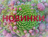 Новинки
