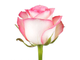 Бело-розовые розы