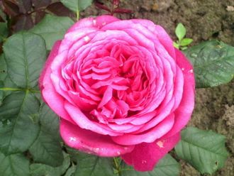 Иоганн Гёте, Ч/Г, Hans Jürgen Evers Иоганн Гёте, Ч/Г, Hans Jürgen Evers