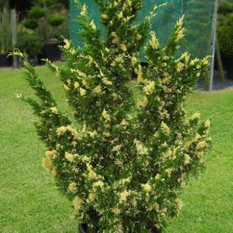 Китайский Стрикта  Вариегата(Juniperus chinensis Stricta Variegata) (RB120-140)