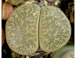 Lithops lesliei (Литопс Лесли)