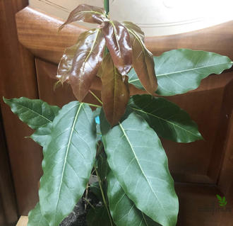 Ficus Superba = Fiсus sр.(T30) Nаkorn Раthom Thаiland / фикус суперба