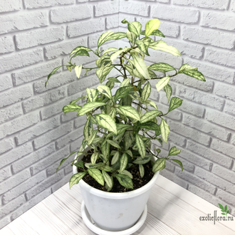 Ficus Diversifolia Splash / фикус диверсифолия сплеш