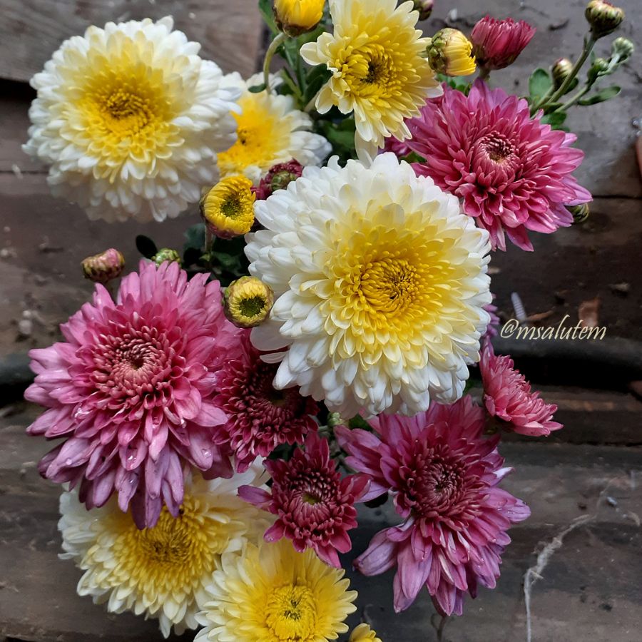 Chrysanthemum Ellen White  Хризантема Эллен Уайт