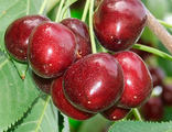 Черешня Мичуринка С4