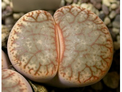 Lithops pseudotruncatella (Литопс ложноусечённый)